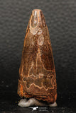 05935 - Well Preserved 2.09 Inch Spinosaurus Dinosaur Tooth Cretaceous