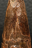 05935 - Well Preserved 2.09 Inch Spinosaurus Dinosaur Tooth Cretaceous