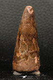 05935 - Well Preserved 2.09 Inch Spinosaurus Dinosaur Tooth Cretaceous