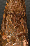 05935 - Well Preserved 2.09 Inch Spinosaurus Dinosaur Tooth Cretaceous