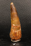 05937 - Well Preserved 2.33 Inch Spinosaurus Dinosaur Tooth Cretaceous