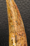 05945 - Well Preserved 2.22 Inch Spinosaurus Dinosaur Tooth Cretaceous