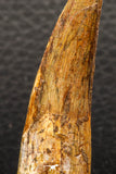 05945 - Well Preserved 2.22 Inch Spinosaurus Dinosaur Tooth Cretaceous