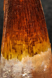 05948 - Well Preserved 1.80 Inch Spinosaurus Dinosaur Tooth Cretaceous