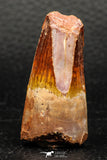 05948 - Well Preserved 1.80 Inch Spinosaurus Dinosaur Tooth Cretaceous