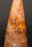 05951 - Well Preserved 2.33 Inch Spinosaurus Dinosaur Tooth Cretaceous