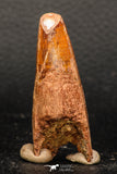 05951 - Well Preserved 2.33 Inch Spinosaurus Dinosaur Tooth Cretaceous