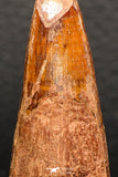 05951 - Well Preserved 2.33 Inch Spinosaurus Dinosaur Tooth Cretaceous