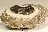 30620 - Nicely Prepared 2.27 Inch Paralejurus spatuliformis Devonian Trilobite