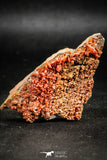 06259 -  Beautiful Red Vanadinite Crystals Cluster from Mibladen Mining District, Midelt Province, Morocco