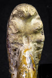 20868 - Nice Agatized & Polished 3.96 Inch Cleoniceras sp Lower Cretaceous Ammonite Madagascar