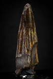 20880 - Well Preserved 1.79 Inch Spinosaurus Dinosaur Tooth Cretaceous