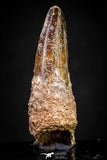 20881 - Well Preserved 1.73 Inch Spinosaurus Dinosaur Tooth Cretaceous