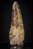 20881 - Well Preserved 1.73 Inch Spinosaurus Dinosaur Tooth Cretaceous