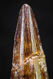 20885 - Well Preserved 1.41 Inch Spinosaurus Dinosaur Tooth Cretaceous