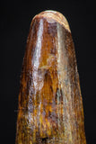 20889 - Well Preserved 1.30 Inch Spinosaurus Dinosaur Tooth Cretaceous