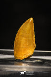 10004 - Top Quality 0.61 Inch Abelisaur Serrated Dinosaur Tooth Cretaceous KemKem