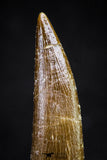 20903 - Nicely Preserved 1.95 Inch Partially Rooted Elasmosaur (Zarafasaura oceanis) Tooth