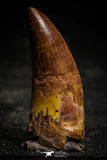 22360 - Great Quality Mesial Premaxillary 1.77 Inch Carcharodontosaurus Dinosaur Tooth KemKem