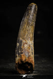 22367 - Nicely Preserved 3.46 Inch Spinosaurus Dinosaur Tooth Cretaceous