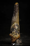 22367 - Nicely Preserved 3.46 Inch Spinosaurus Dinosaur Tooth Cretaceous