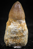 06339 - Top Rare Rooted 0.96 Inch Maroccosuchus zennaroi Fully Rooted Tooth