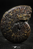 06341 - Beautiful Pyritized 1.66 Inch Unidentified Lower Cretaceous Ammonites