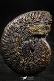 06341 - Beautiful Pyritized 1.66 Inch Unidentified Lower Cretaceous Ammonites