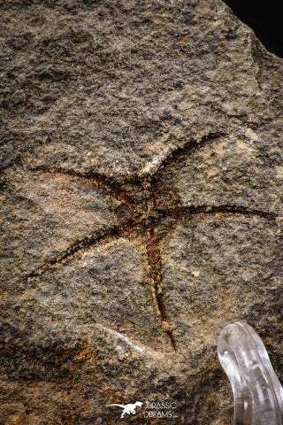 07877 - Superb 1.18 Inch OPHIURA SP Brittlestar Upper Ordovician Ktaoua Fm