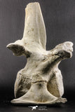 06217 - Museum Grade 22.8 Inch Dyrosaurus phosphaticus 6 Vertebrae Bones Association