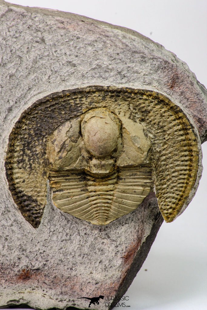 09139 - Well Preserved 2.19 Inch Nankinolithus sp Lower Ordovician Trilobite