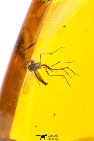 09151 - Top Quality 1.19 Inch Baltic Amber With An Inclusion Of Fossil Insects (Diptera- Dolichopodidae Fly)