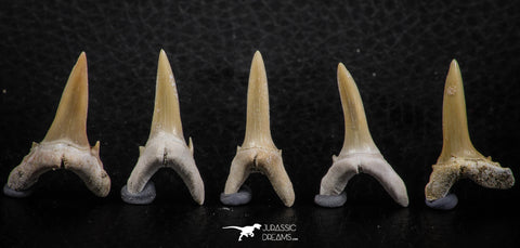 06443 - Great Collection of 5 Striatolamia macrota Shark Teeth Paleocene