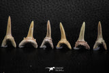 06444 - Great Collection of 6 Striatolamia macrota Shark Teeth Paleocene