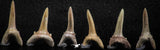 06444 - Great Collection of 6 Striatolamia macrota Shark Teeth Paleocene