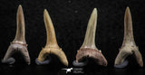 06444 - Great Collection of 6 Striatolamia macrota Shark Teeth Paleocene