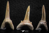 06444 - Great Collection of 6 Striatolamia macrota Shark Teeth Paleocene