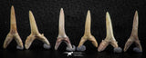 06444 - Great Collection of 6 Striatolamia macrota Shark Teeth Paleocene