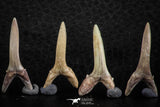 06444 - Great Collection of 6 Striatolamia macrota Shark Teeth Paleocene