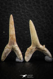 06444 - Great Collection of 6 Striatolamia macrota Shark Teeth Paleocene