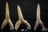 06444 - Great Collection of 6 Striatolamia macrota Shark Teeth Paleocene