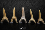 06445 - Great Collection of 5 Striatolamia macrota Shark Teeth Paleocene