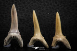 06445 - Great Collection of 5 Striatolamia macrota Shark Teeth Paleocene