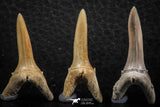 06445 - Great Collection of 5 Striatolamia macrota Shark Teeth Paleocene