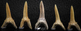 06445 - Great Collection of 5 Striatolamia macrota Shark Teeth Paleocene