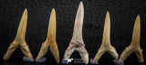 06445 - Great Collection of 5 Striatolamia macrota Shark Teeth Paleocene