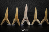 06445 - Great Collection of 5 Striatolamia macrota Shark Teeth Paleocene