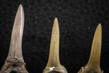 06445 - Great Collection of 5 Striatolamia macrota Shark Teeth Paleocene