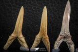 06445 - Great Collection of 5 Striatolamia macrota Shark Teeth Paleocene