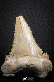 06465 - Nicely Serrated 1.62 Inch Palaeocarcharodon orientalis (Pygmy white Shark) Tooth